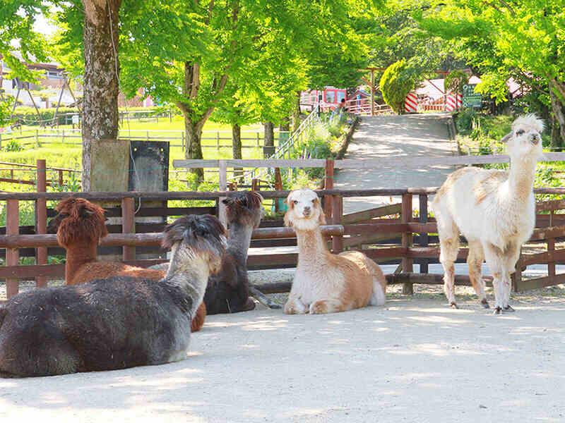 株式会社東日本企画　りんどう湖ファミリー牧場事業所の仕事画像2