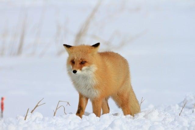 北海道・らうす餐荘の仕事画像2