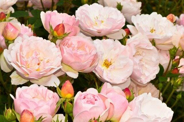 株式会社ニキ大阪 採用課の仕事画像1