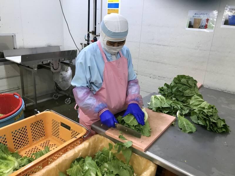 株式会社セトデリカ（野菜加工）の仕事画像3
