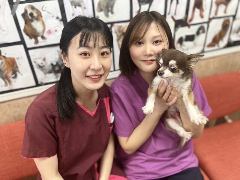 アリサ動物病院の仕事画像1