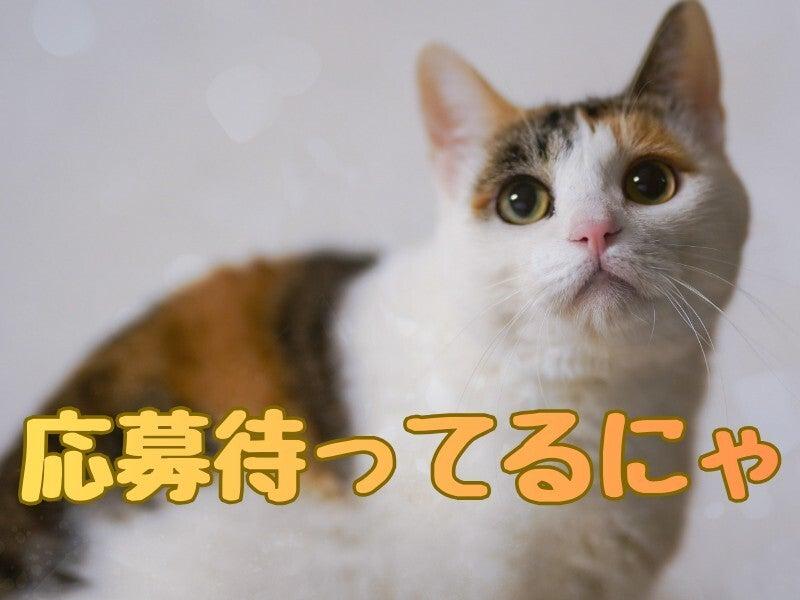 株式会社エンクルー 本社の仕事画像2