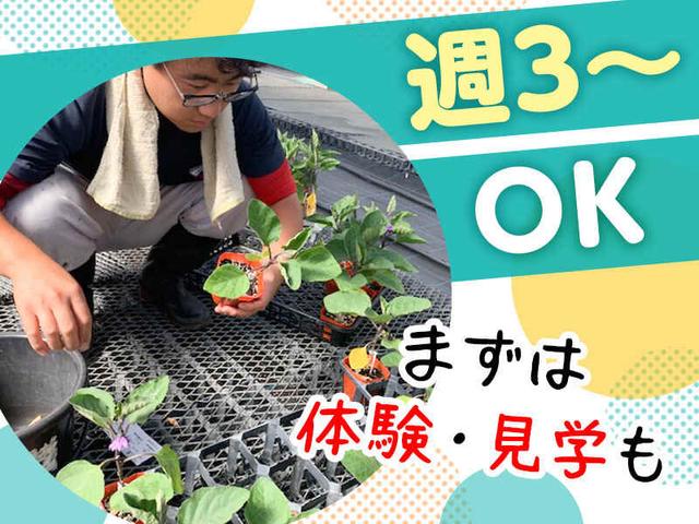 【GWまでの短期!!】＼★簡単・苗のお世話★／(軽作業・物流、前橋市)のイメージ画像