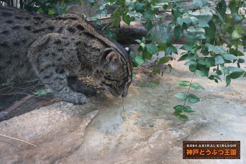神戸どうぶつ王国の仕事画像1