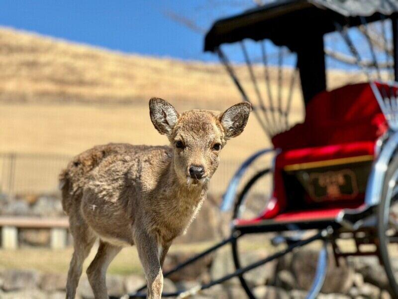 えびす屋　奈良店の仕事画像3