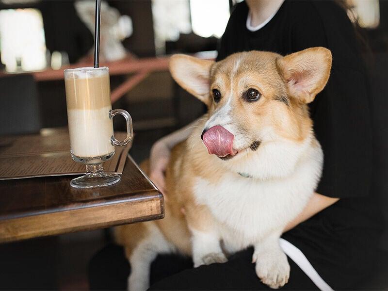 （株）キール　派遣先：&Dogs WEEKEND CAFEの仕事画像3