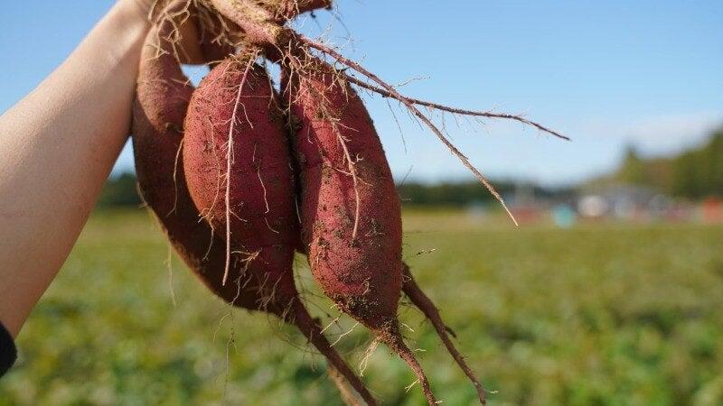 白ハトグループ　茨城なめがた工場の仕事画像2