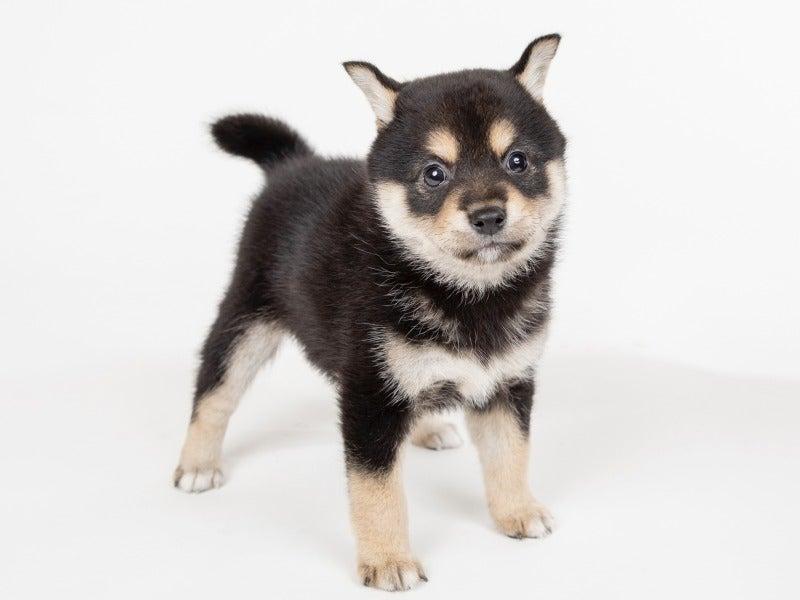 株式会社犬の家 DreamFarmパピーセンター（仮）の仕事画像3