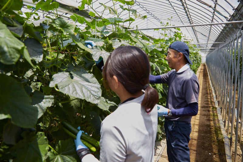 イオン農場の仕事画像3