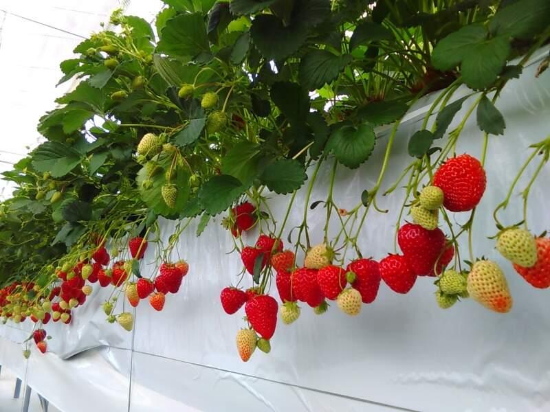 イオンアグリ創造株式会社の仕事画像3