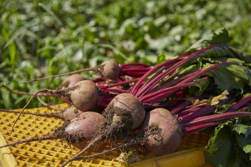 イオンアグリ創造株式会社の仕事画像2