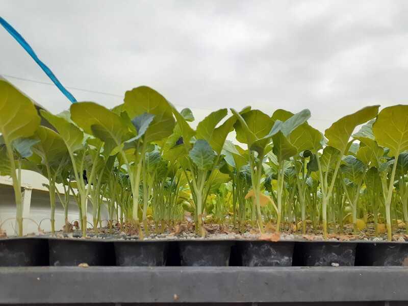 イオン農場の仕事画像3