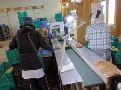 イオン茨城牛久農場の仕事画像1