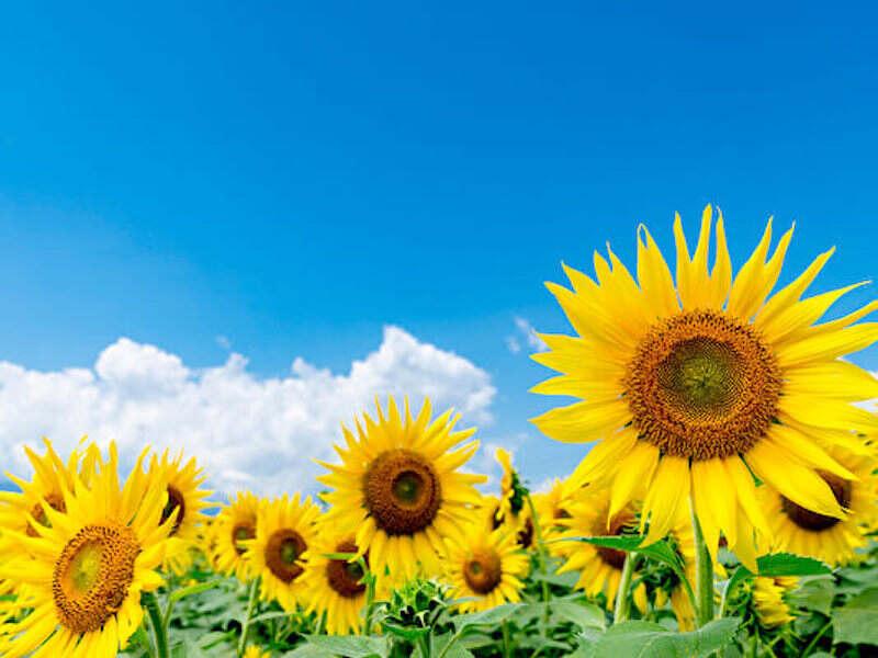 株式会社スタッフエージェント 名古屋営業所【003】の仕事画像2