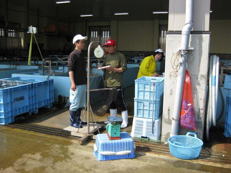 鳥羽磯部漁業協同組合の仕事画像2