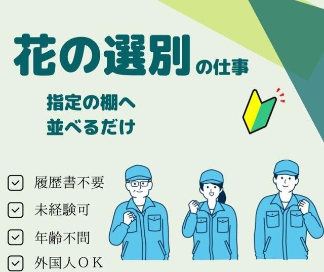＼菊の選別・出荷 軽作業／昼勤◎シニアOK◎外国人OK　(軽作業・物流、田原市)のイメージ画像
