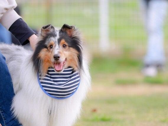 エルザ動物病院北神戸の仕事画像3