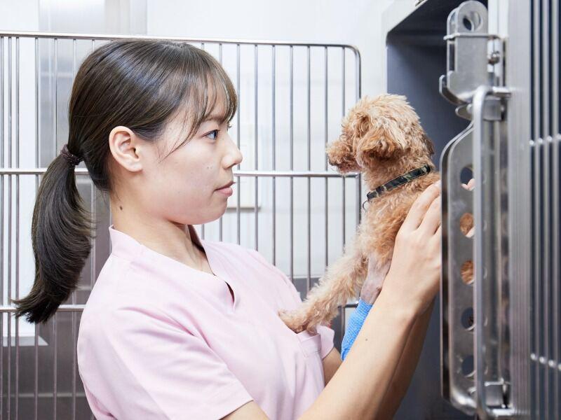 香寺エルザ動物病院の仕事画像1
