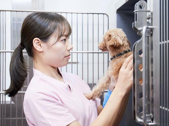 動物病院の診療補助STAFF｜受付・電話など◎接客経験を活かせる(医療・介護・福祉、姫路市)のイメージ画像