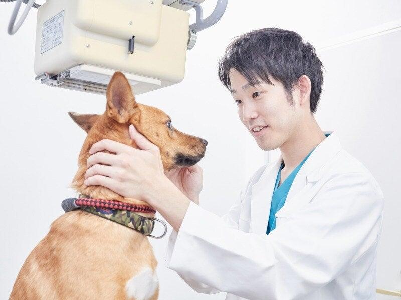 どい動物病院 龍野エルザの仕事画像1