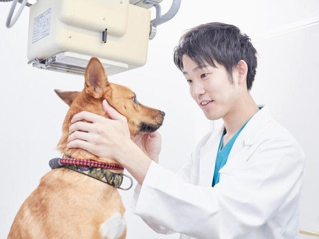 動物病院の診療補助STAFF｜受付・電話など◎接客経験を活かせる(医療・介護・福祉、たつの市)のイメージ画像