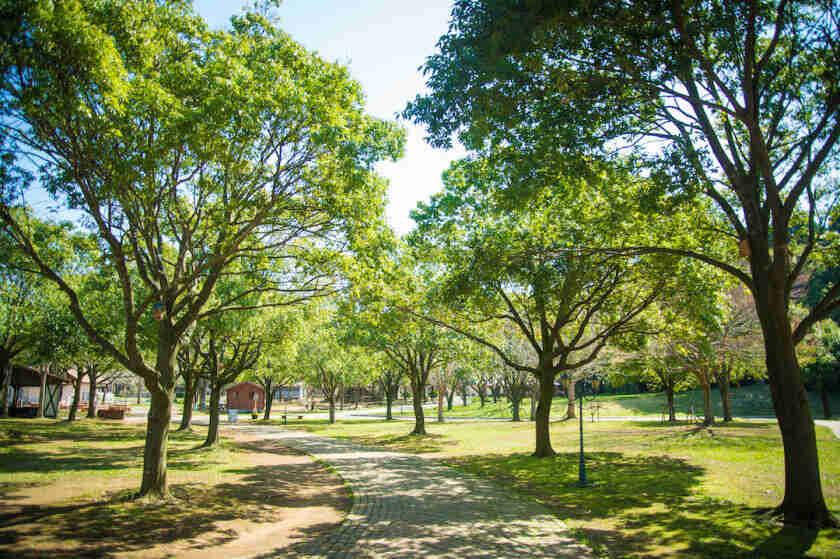 こもれび 森のイバライドの制服4