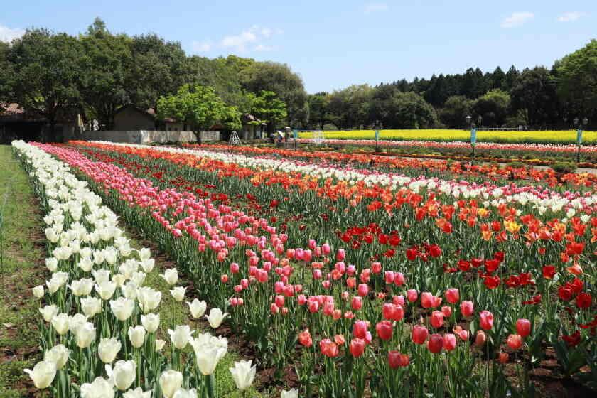 こもれび 森のイバライドの制服3