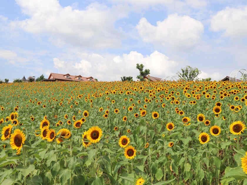 堺・緑のミュージアム ハーベストの丘の制服2