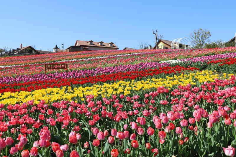 堺・緑のミュージアム ハーベストの丘の仕事画像2