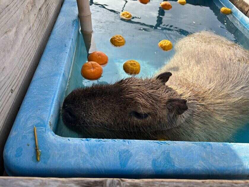 堺・緑のミュージアム ハーベストの丘の制服1