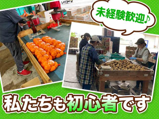 ≪短期も長期も歓迎≫急な休みOK！野菜の検品・箱詰め◇午後のみ(軽作業・物流、大垣市)のイメージ画像