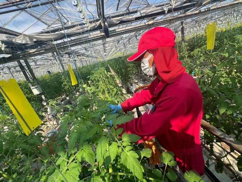 株式会社エア・ウォーター農園の仕事画像2