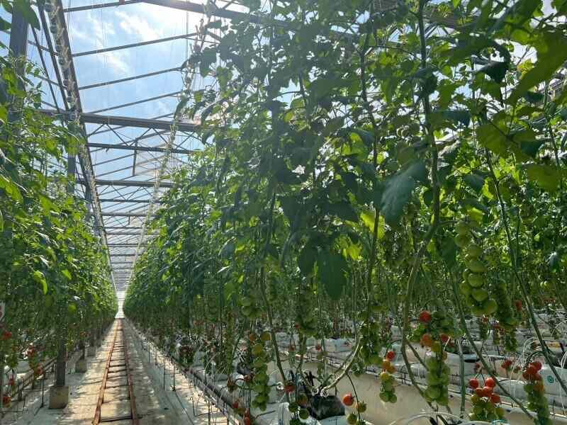 株式会社エア・ウォーター農園の仕事画像3