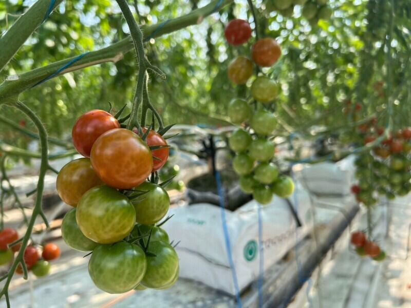 株式会社エア・ウォーター農園の仕事画像1