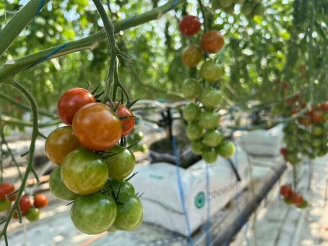 【トマトの収穫・選別】期間限定☆大量募集！短時間・週3日～OK(専門職、その他、恵庭市)のイメージ画像