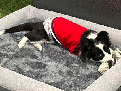 PREMIER DOG HOTEL プレミアドッグホテル 郡山の仕事画像3