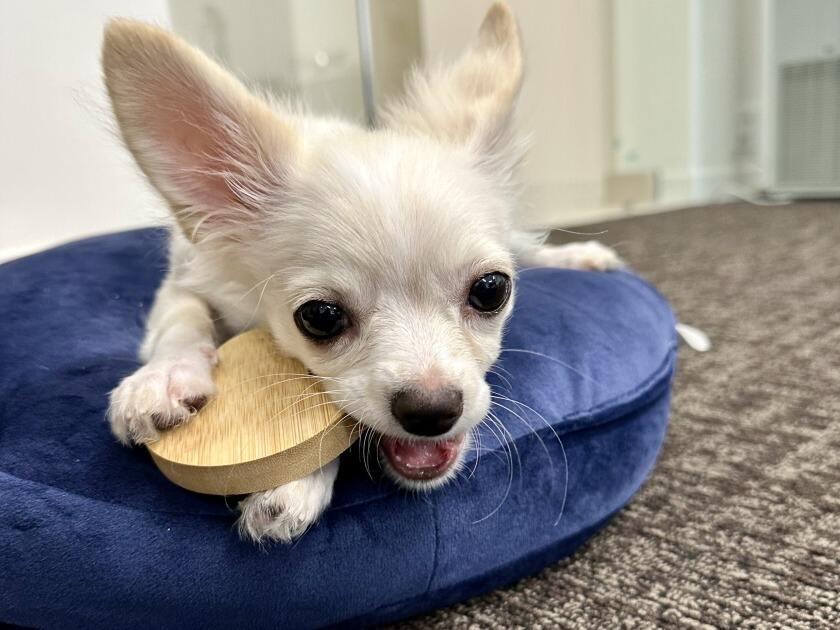 株式会社OCEAN　【秘書】の制服4