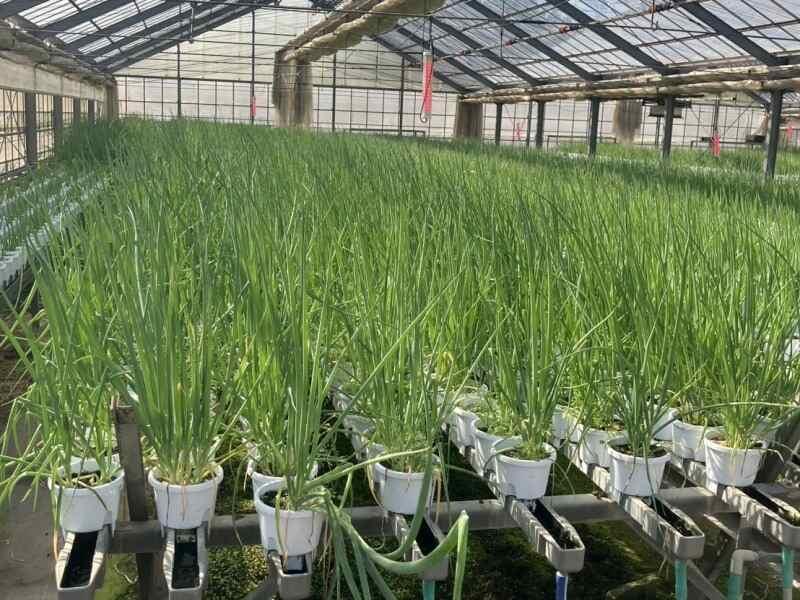 株式会社ベジタブルクラブの仕事画像2