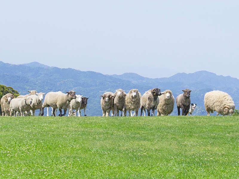 株式会社東日本企画 マザー牧場事業所の仕事画像3