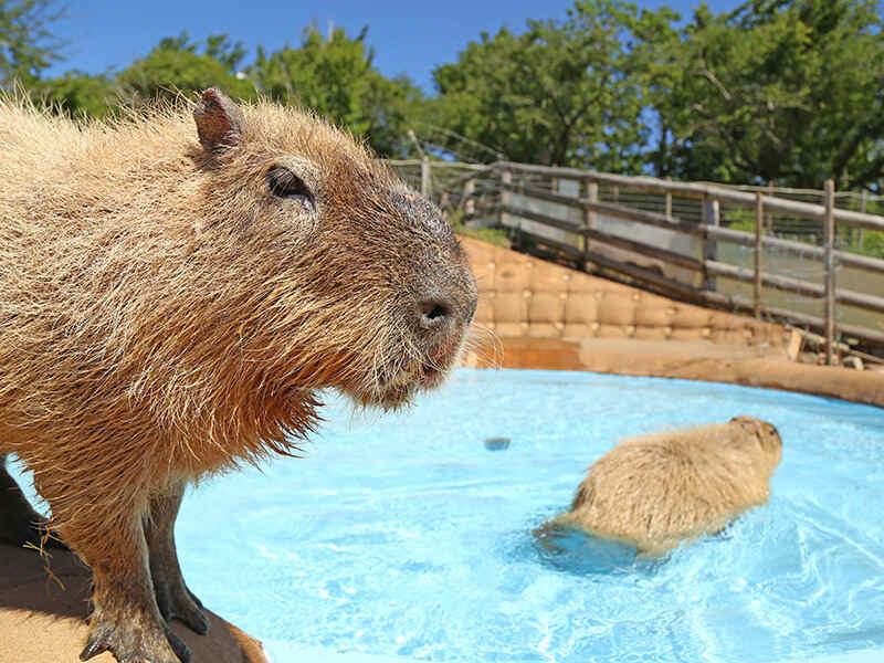 株式会社東日本企画 マザー牧場事業所の仕事画像2
