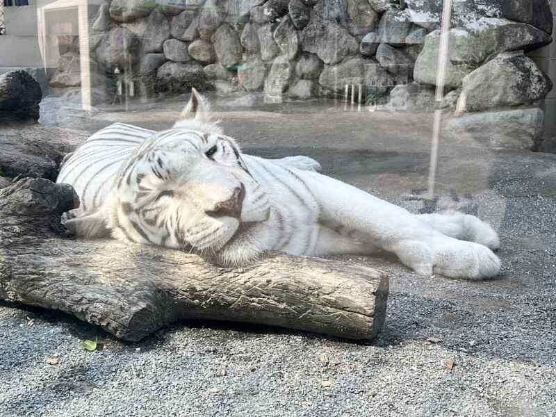 東武動物公園の仕事画像2