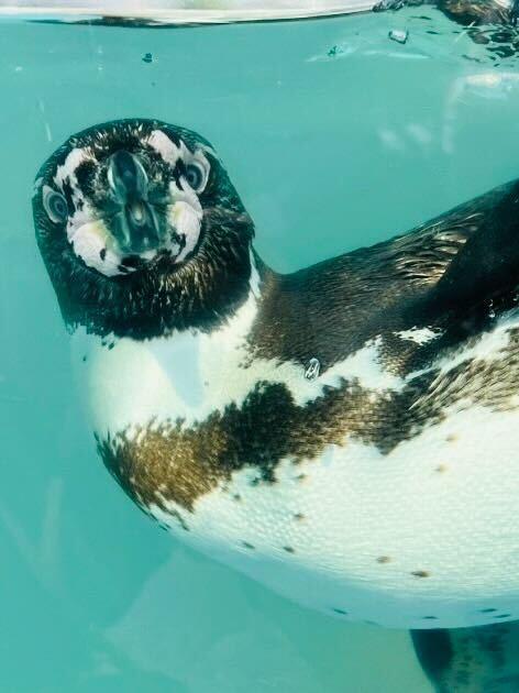 東武動物公園の制服3