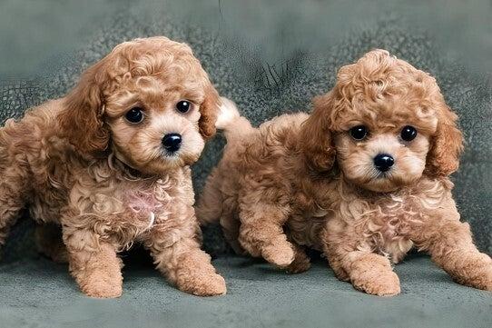 アリサ動物病院の仕事画像1