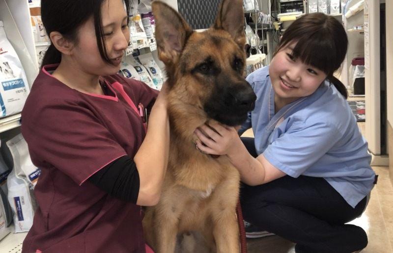 アリサ動物病院の仕事画像2