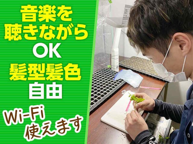 【#短期#時短#週3~OK!!】\苗をとめるだけのお仕事/髪色自由♪(専門職、その他、前橋市)のイメージ画像
