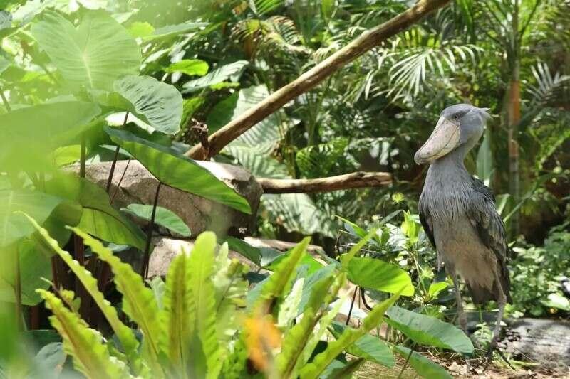 神戸どうぶつ王国の仕事画像1