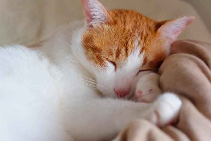 株式会社アンフ・スタイル 大阪本社の仕事画像1