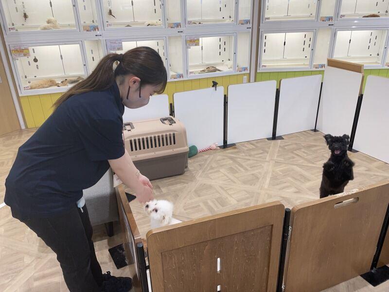 ペットショップ犬の家&猫の里 近江八幡店の仕事画像3