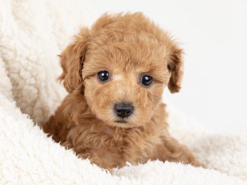 株式会社犬の家 アミーゴ神の倉店の仕事画像1