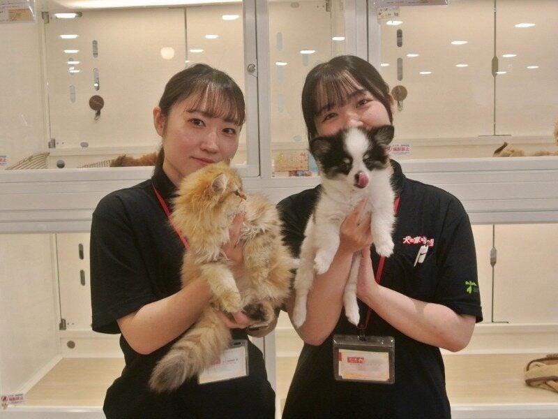 ペットショップ犬の家&猫の里 マークイズ静岡店の仕事画像2